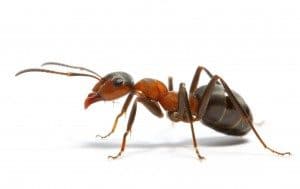 ant-individual-300x189