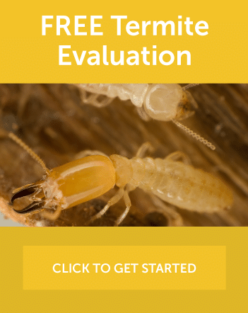 free-termite-eval2