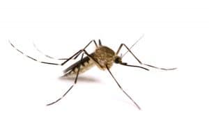 Aedes canadensis are a common pest mosquito