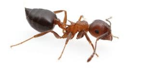 crematogaster