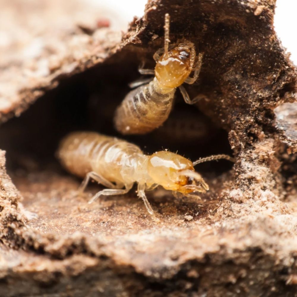 Close-up image of two termites crawling inside a narrow, earthy tunnel made of soil and wood, highlighting their pale bodies, segmented antennae, and small legs.