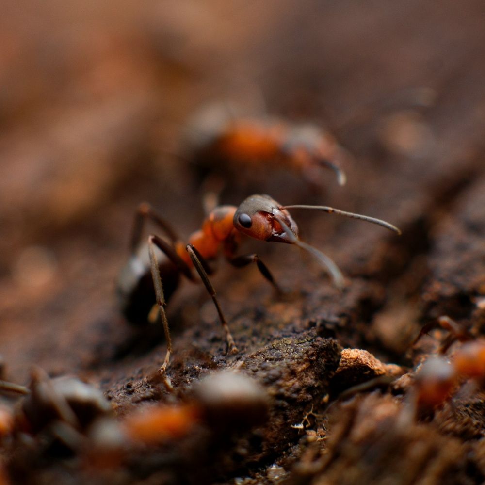 A close-up macro photo of an ant on a rough brown surface, with the background blurred and other ants faintly visible. The ant’s antennae and detailed facial features are clearly in focus.