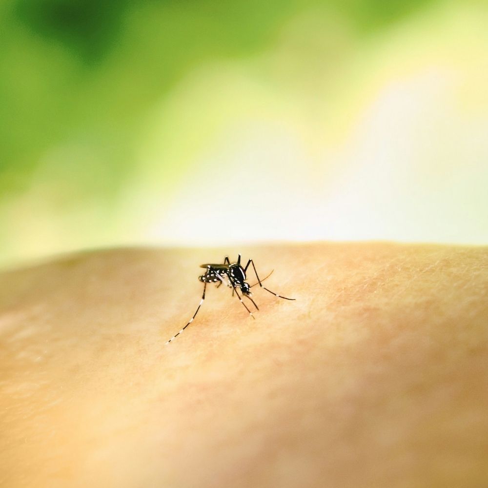 A close-up image of a mosquito perched on human skin, with a blurred green background.